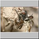 Philonicus albiceps - Sand-Raubfliege m06 17mm Teverener Heide.jpg